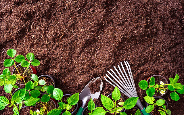 Kalkulator kory i ziemi ogrodowej - ile worków potrzebujesz?