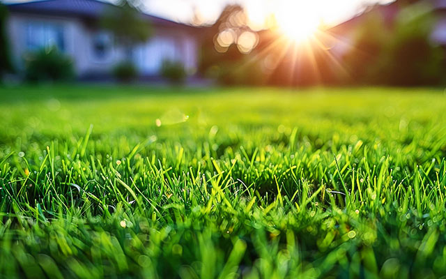 Kalkulator nasion trawy - oblicz ile trawy na trawnik