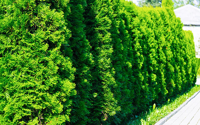 Kalkulator liczby tui i krzewów na żywopłot