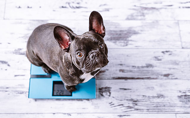 Kalkulator wagi psa i kota – sprawdź nadwagę i zapotrzebowanie kaloryczne