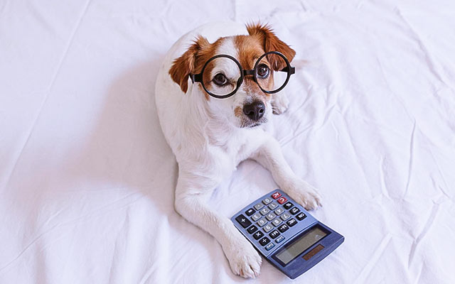 Kalkulator kosztów opieki nad psem i kotem w domu klienta (Petsitting)